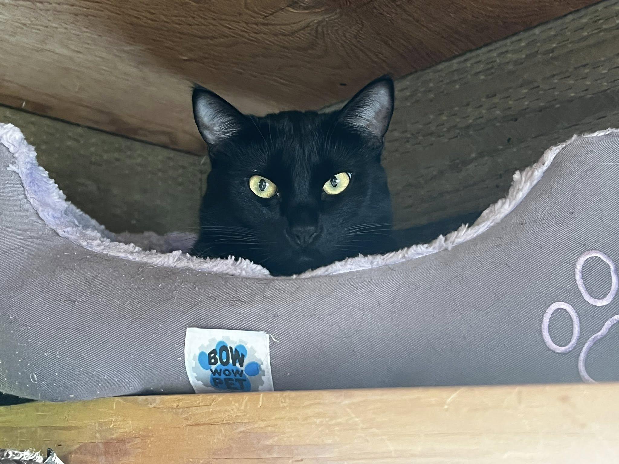 Harvey, a Adoptable Domestic Short Hair in Libby, MT image 3/4