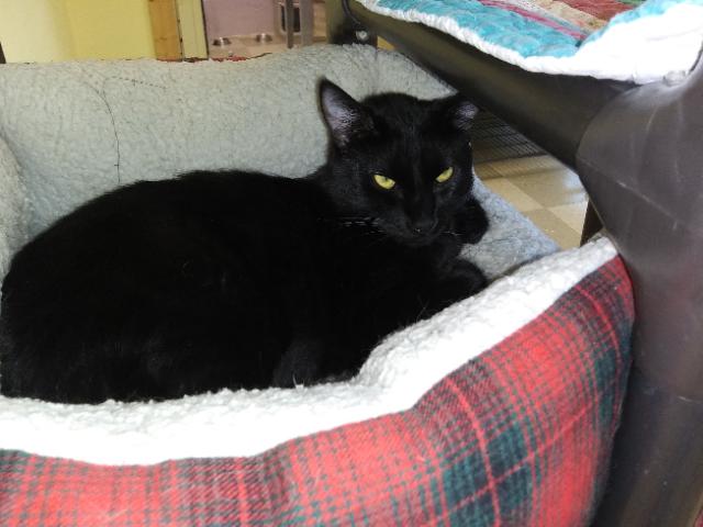 Harvey, a Adoptable Domestic Short Hair in Libby, MT image 4/4