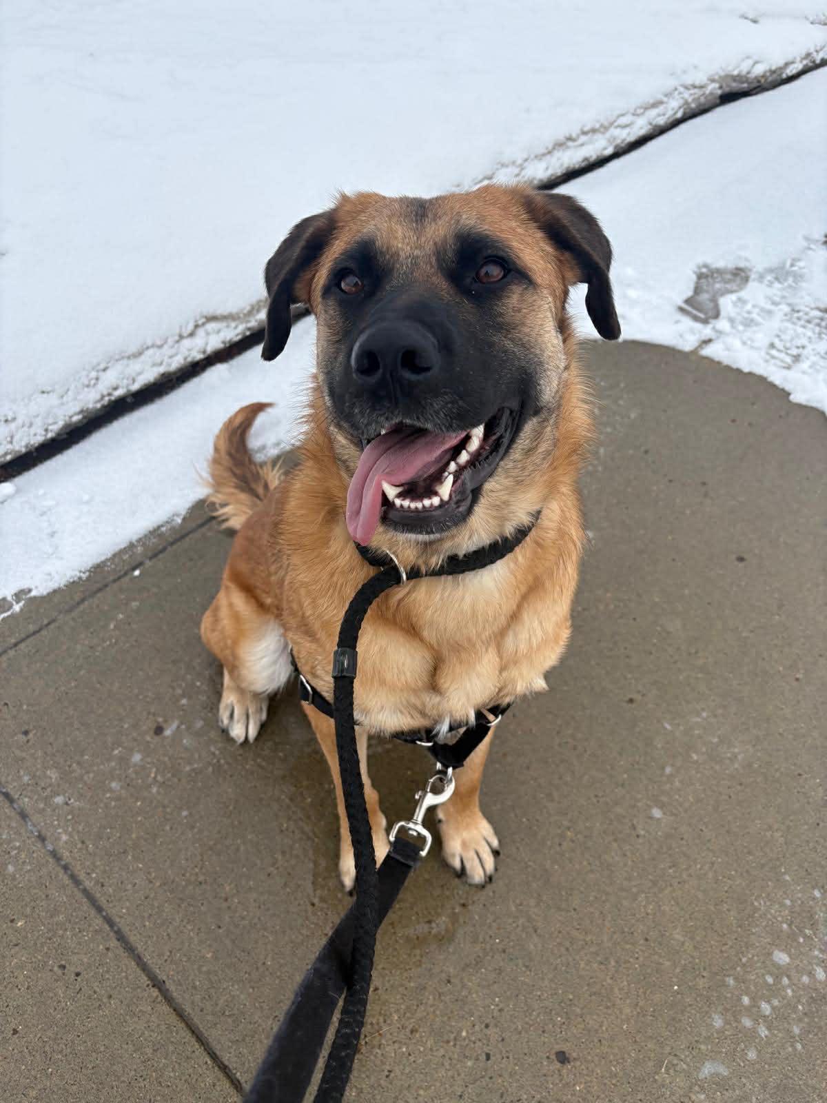 Enlarge Izzy, a ADOPTABLE mixed breed in Edmonton, AB image 3/5