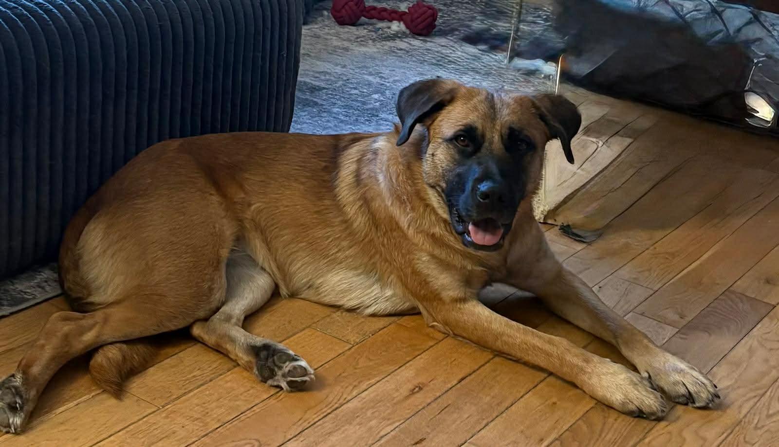 Izzy, ADOPTABLE, Adult Female Shepherd.
