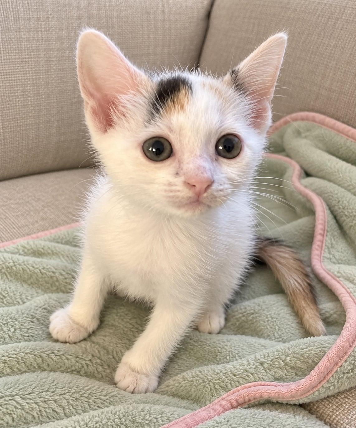 Enlarge Kiwi, a Adoptable Domestic Short Hair in Sanford, NC image 2/4