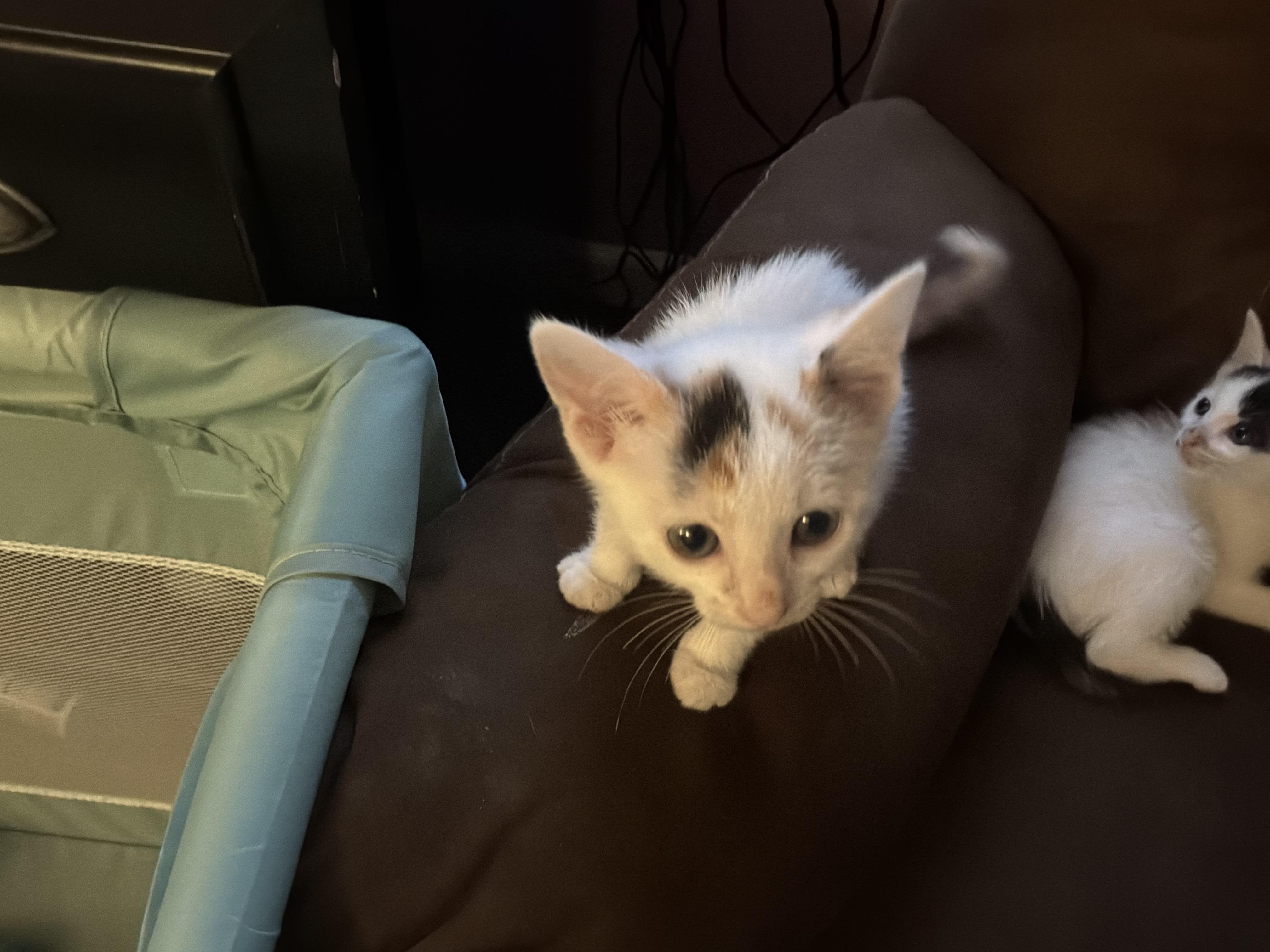 Enlarge Kiwi, a Adoptable Domestic Short Hair in Sanford, NC image 3/4