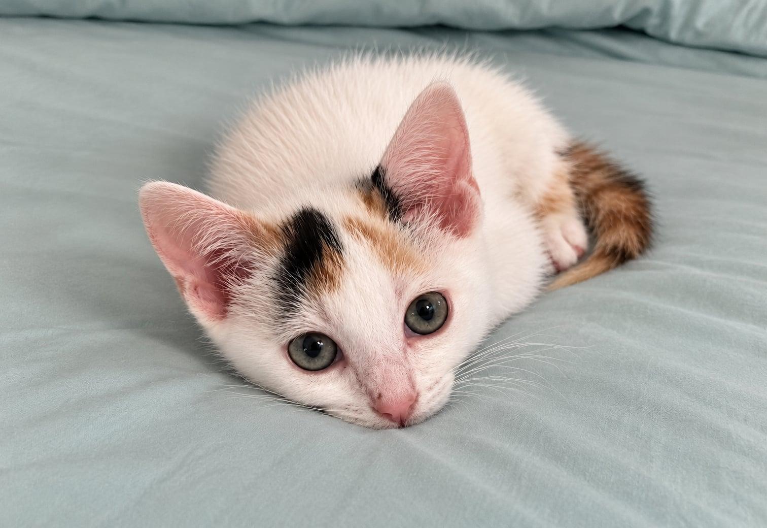 Kiwi, Adoptable, Kitten Female Domestic Short Hair.