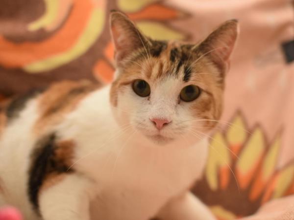 Lucy, Adoptable, Adult Female Domestic Short Hair.
