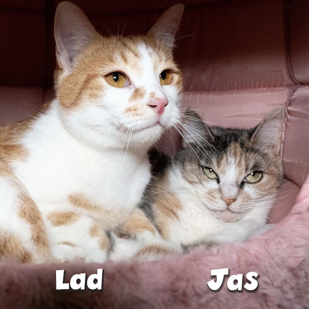 Jas, Adoptable, Young Female Domestic Short Hair.