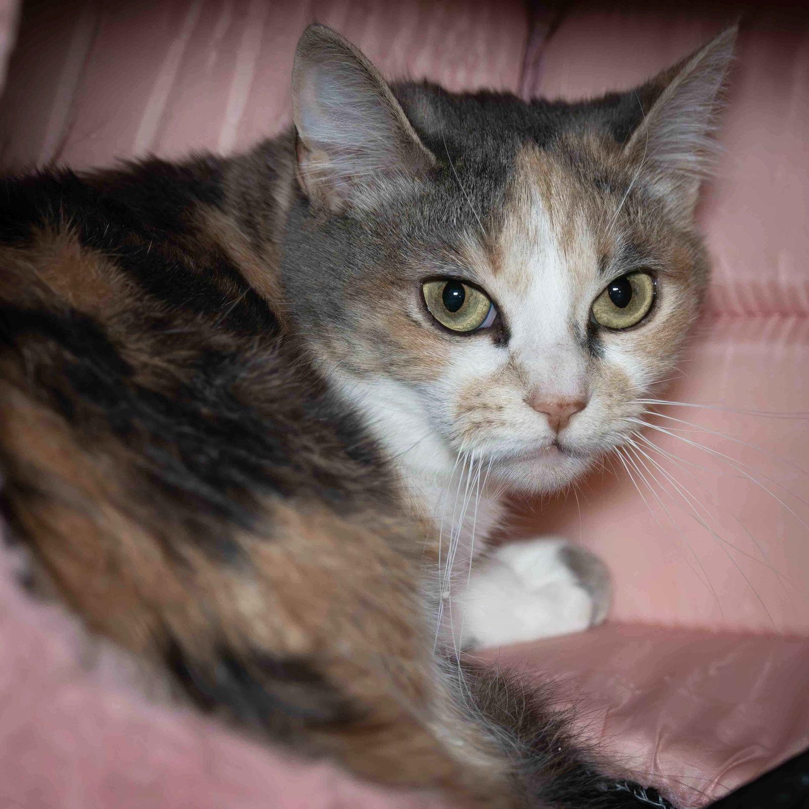 Enlarge Jas, a Adoptable Domestic Short Hair in Wilmington, NC image 2/2