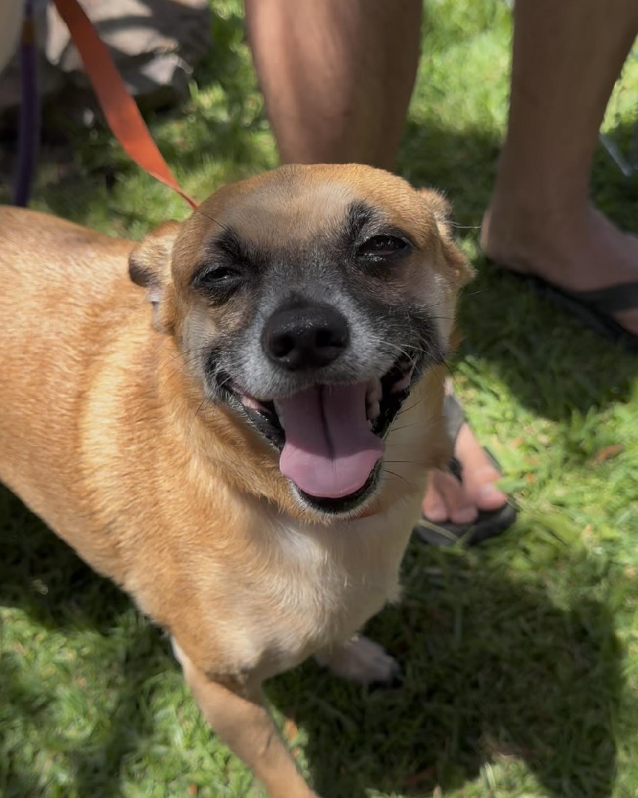 Andy, Adoptable, Young Male Chihuahua.