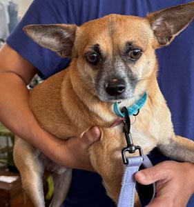 Enlarge Andy, a Adoptable Chihuahua in Glendale, CA image 1/3