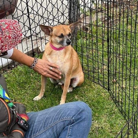 Enlarge Andy, a Adoptable Chihuahua in Glendale, CA image 3/3