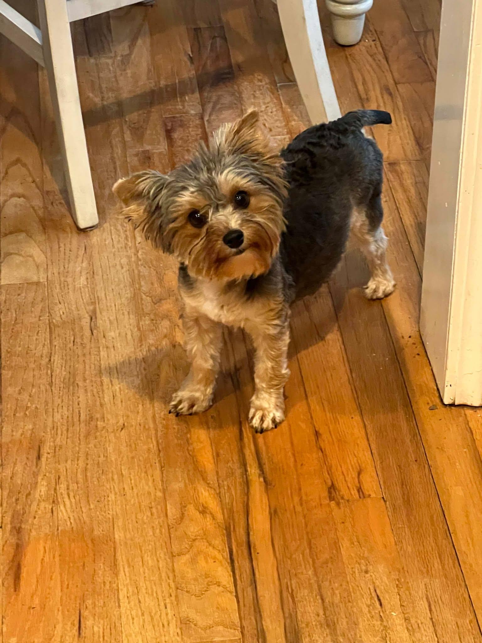 NAUTICA, Adult Female Yorkshire Terrier