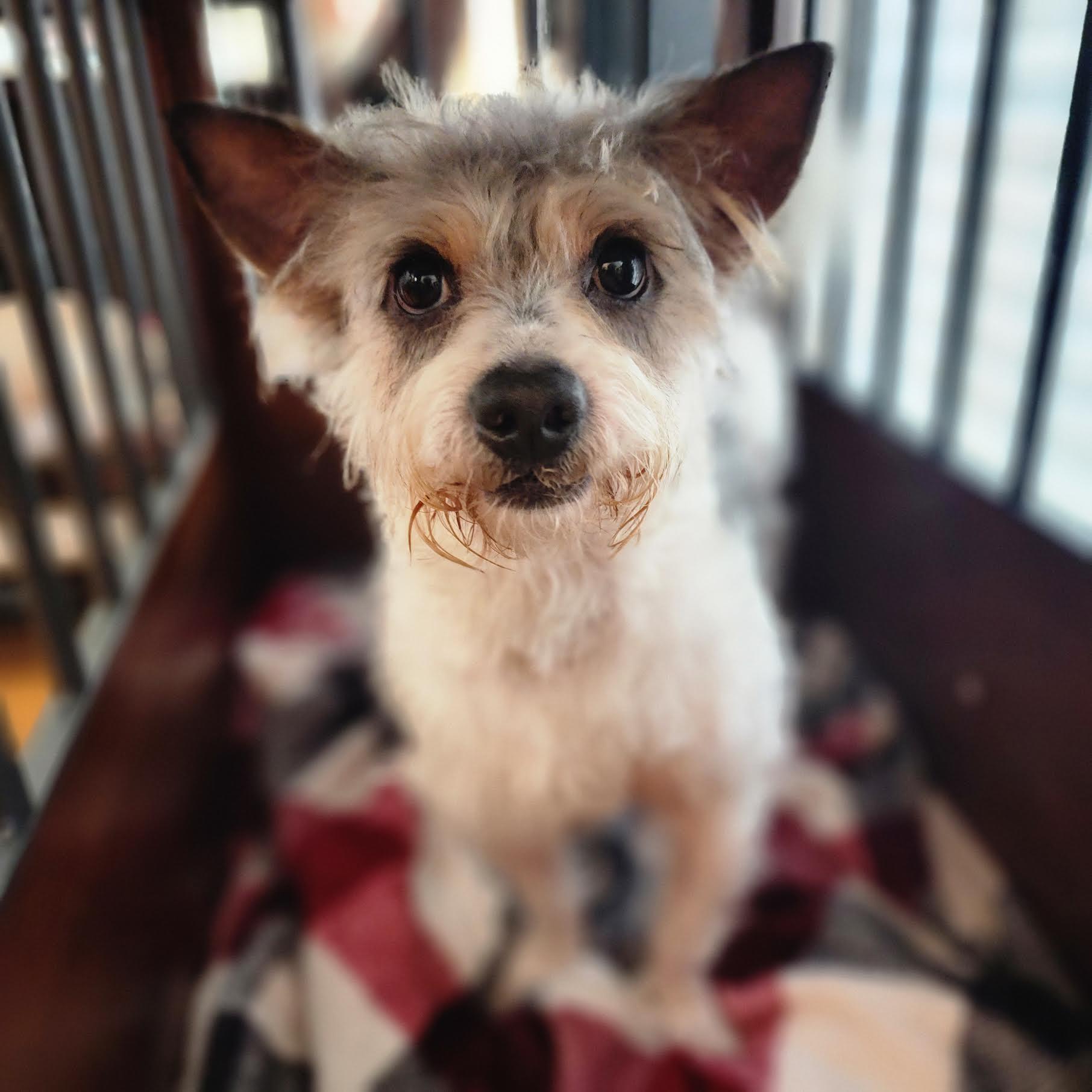 Enlarge Louey, a Adopted mixed breed in Cumming, GA image 4/6