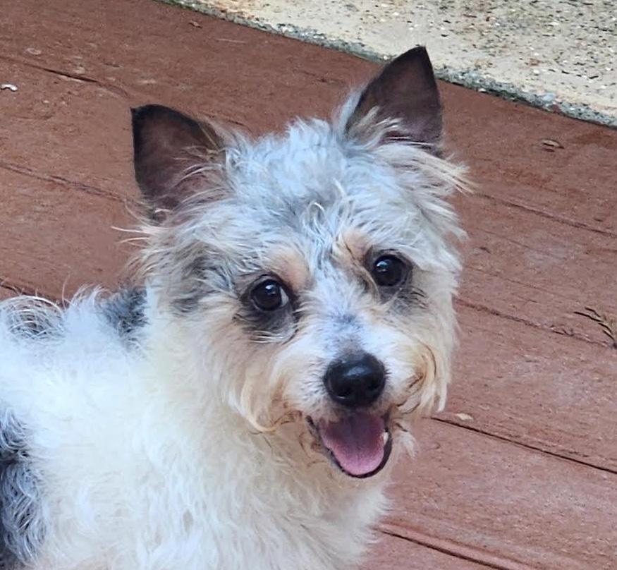Louey, Adopted, Adult Male Terrier.