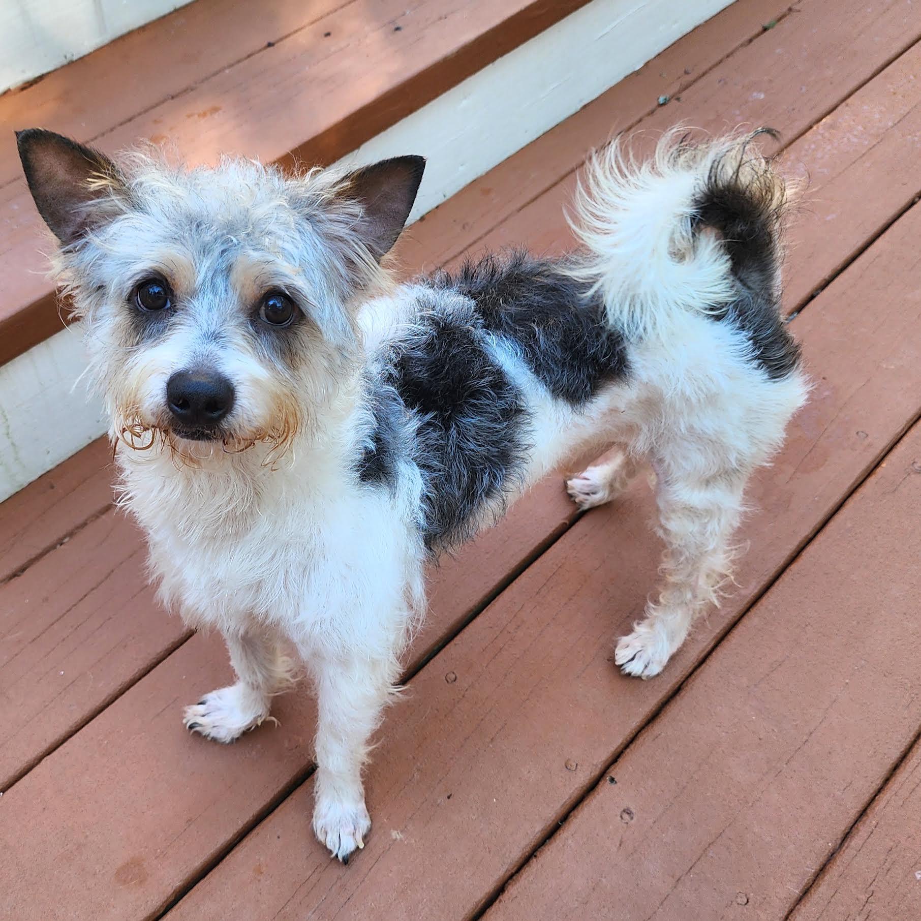 Enlarge Louey, a Adopted mixed breed in Cumming, GA image 3/6