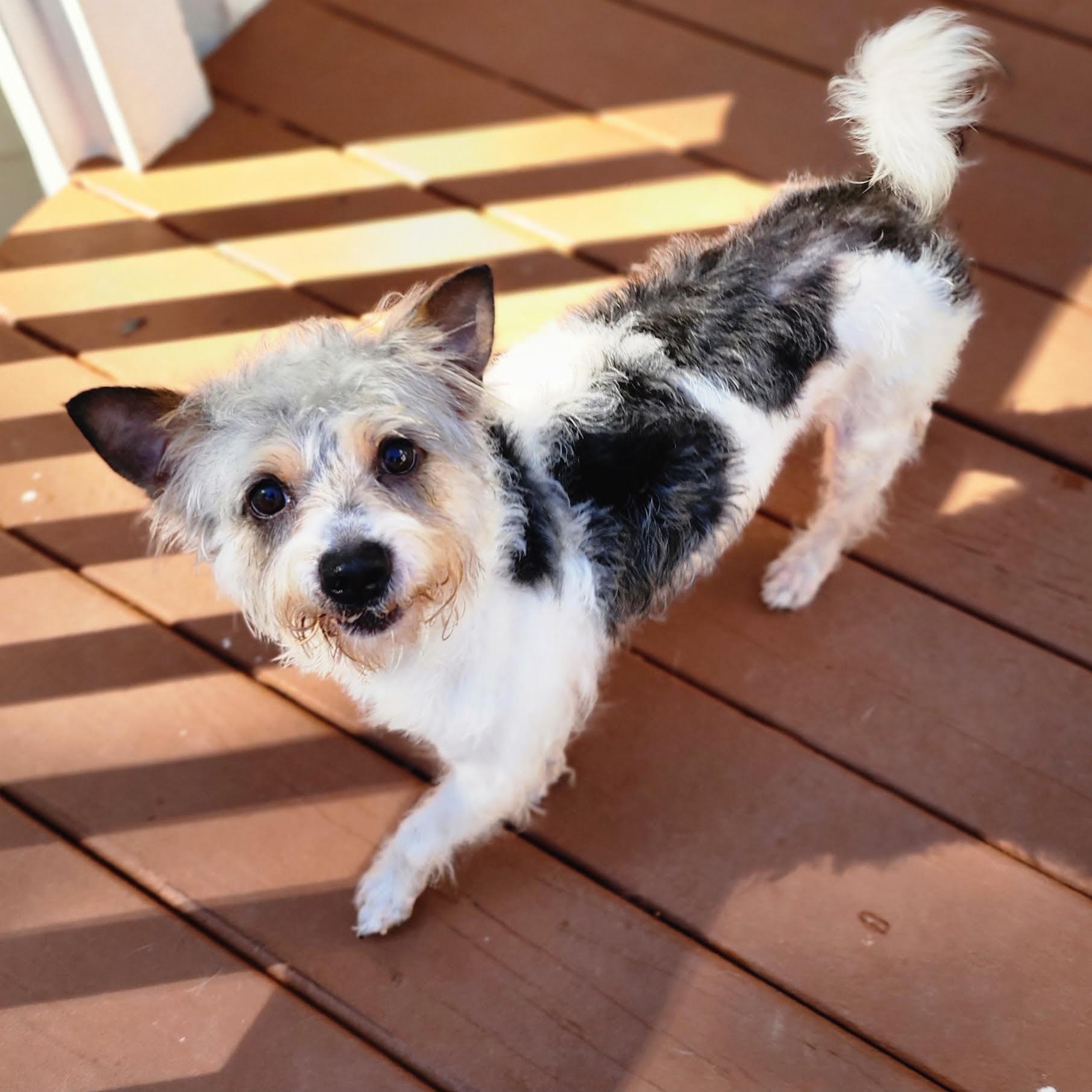 Enlarge Louey, a Adopted mixed breed in Cumming, GA image 2/6