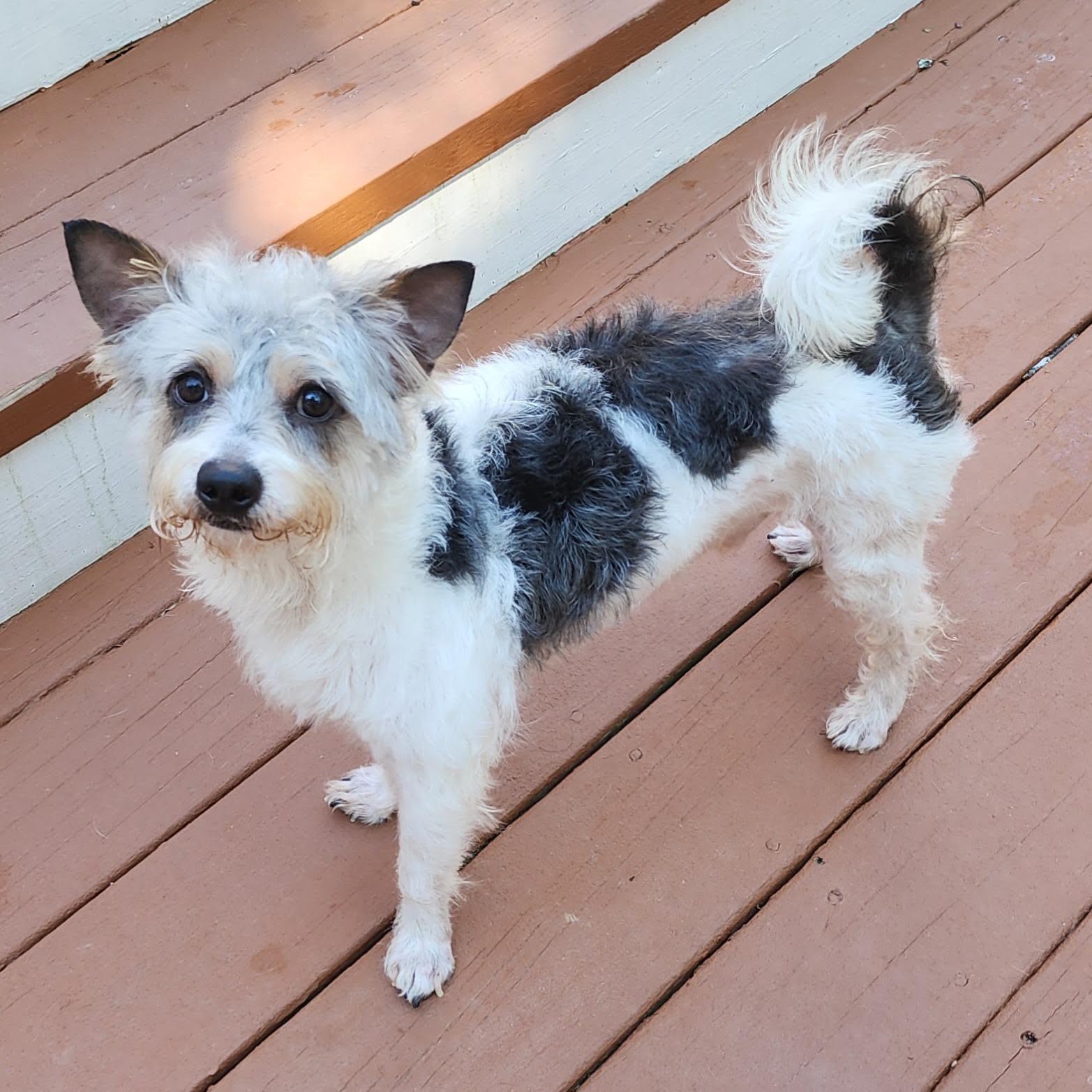Enlarge Louey, a Adopted mixed breed in Cumming, GA image 5/6