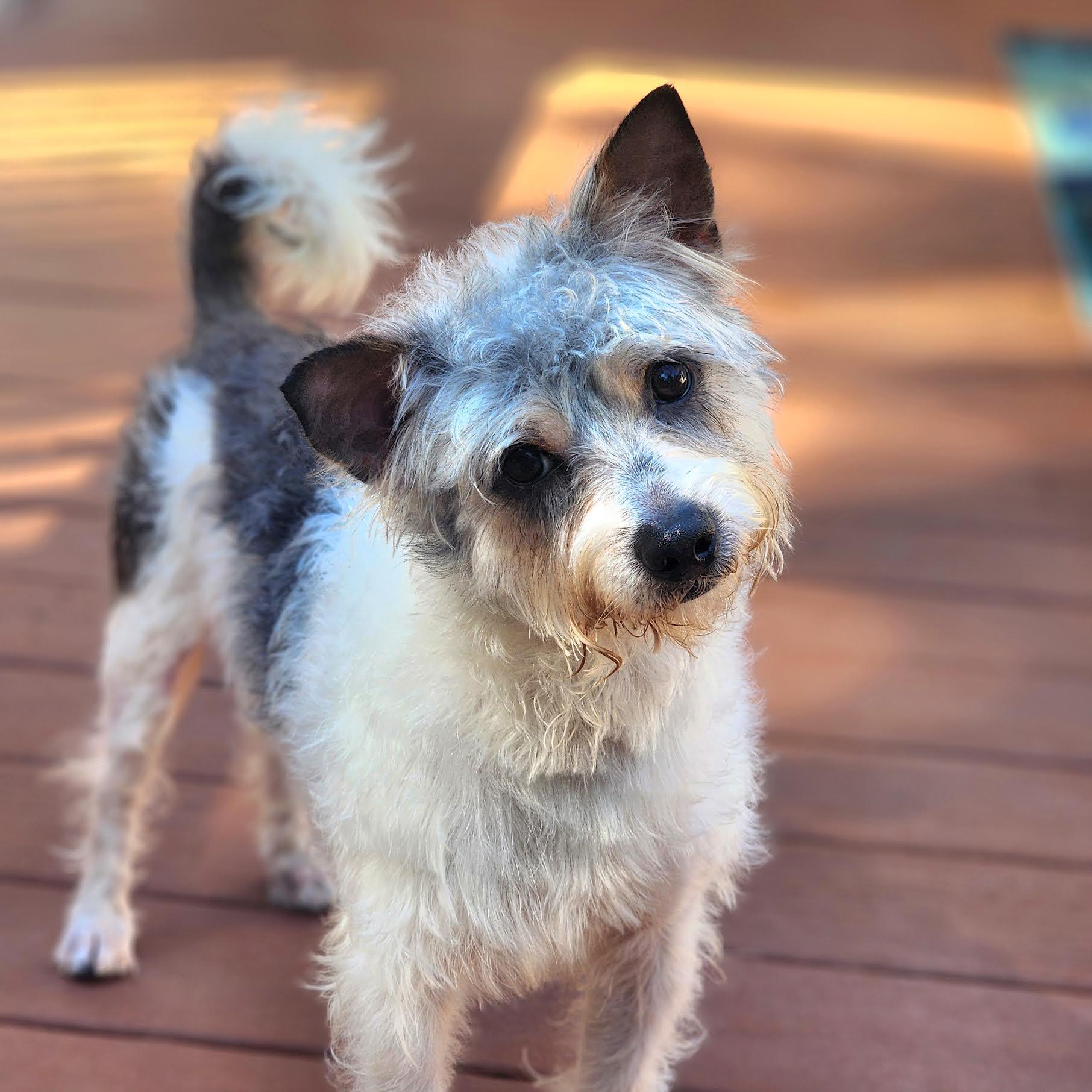 Enlarge Louey, a Adopted mixed breed in Cumming, GA image 6/6