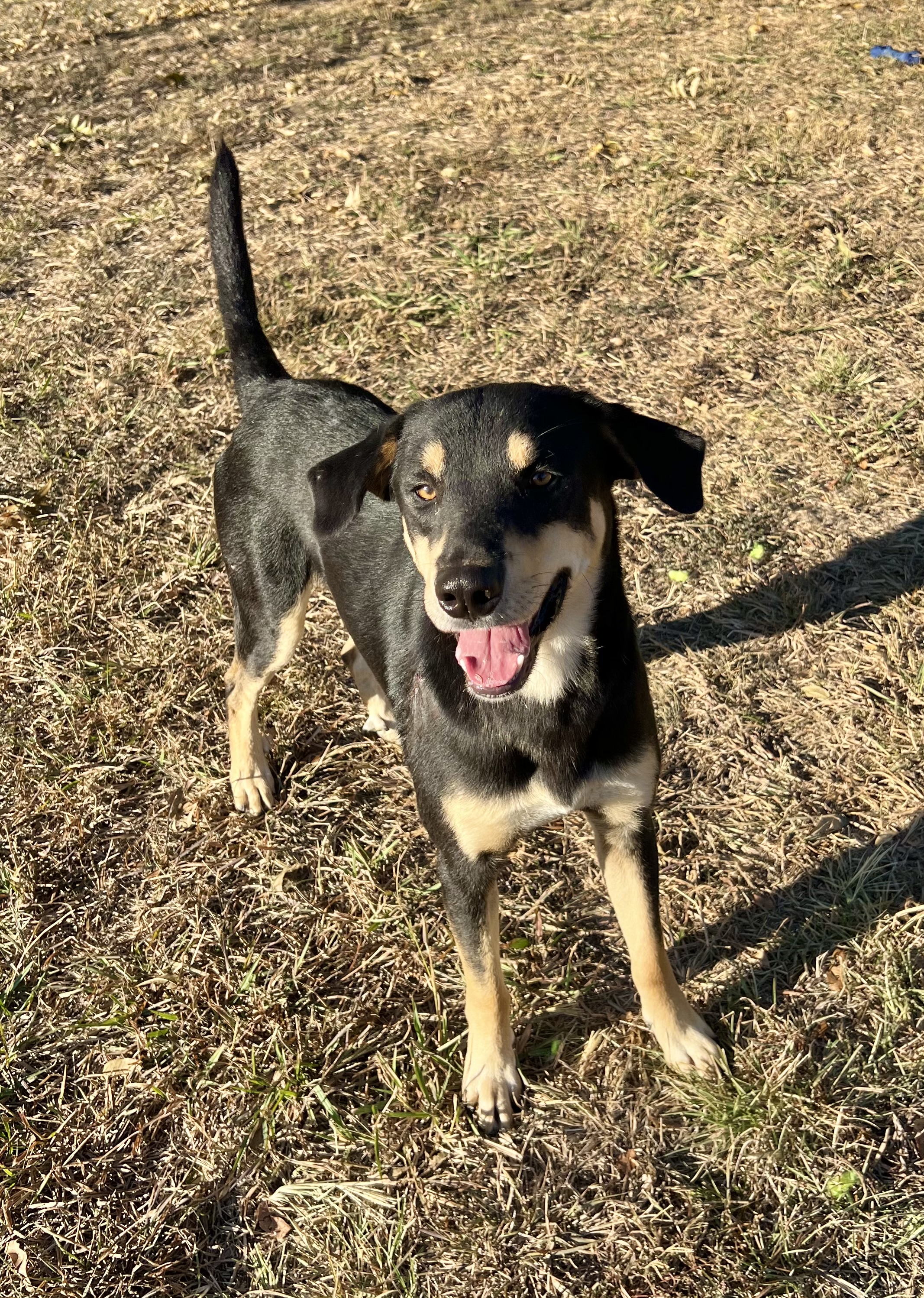 Dog for adoption Jude, a Rottweiler Mix in East Haddam , CT Petfinder