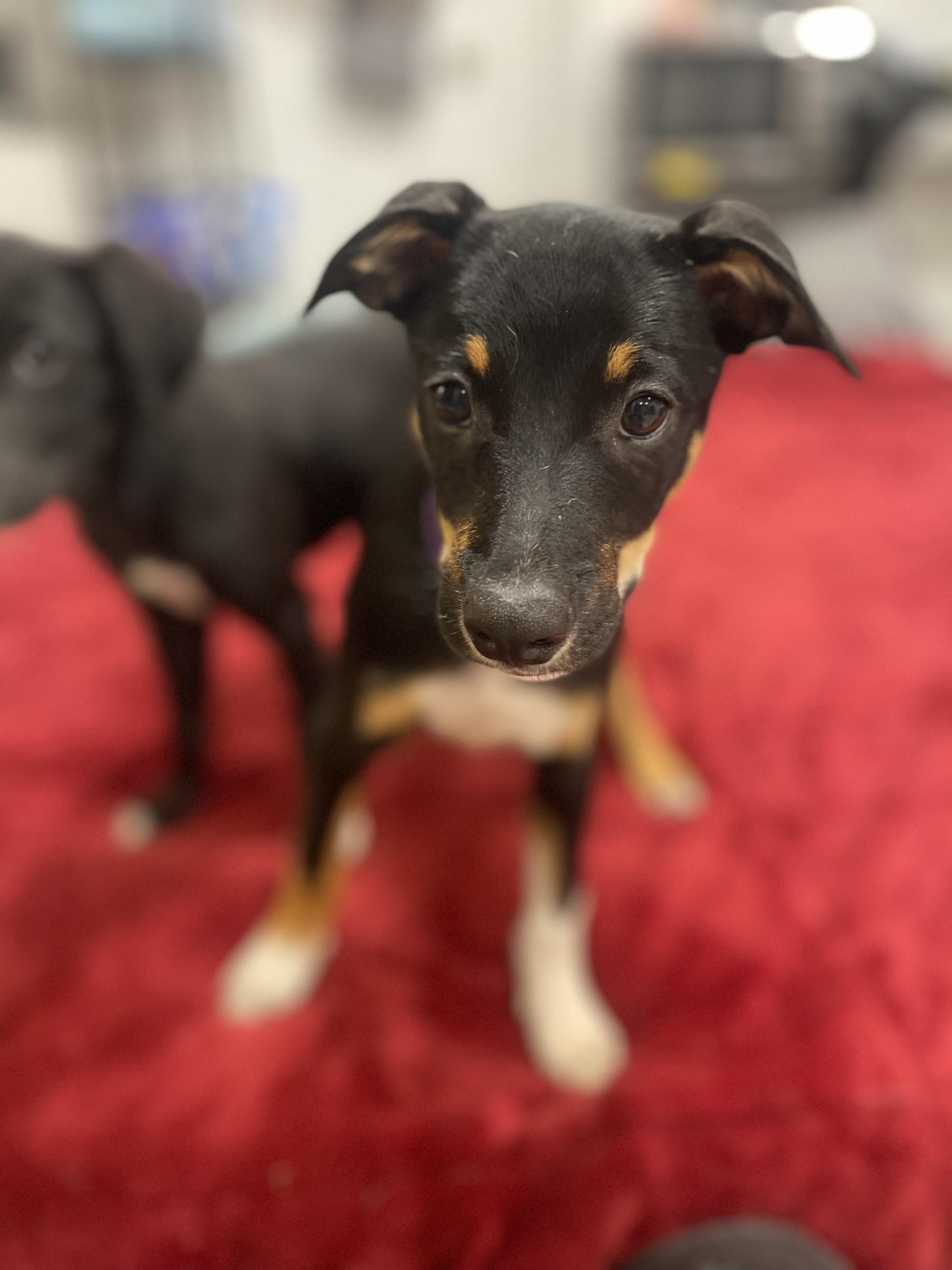 Trinity, Adopted, Puppy Female Labrador Retriever.