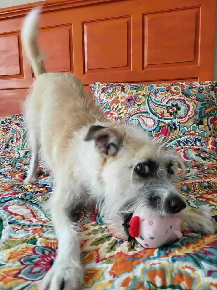 Munchkin, Adoptable, Young Female Terrier.