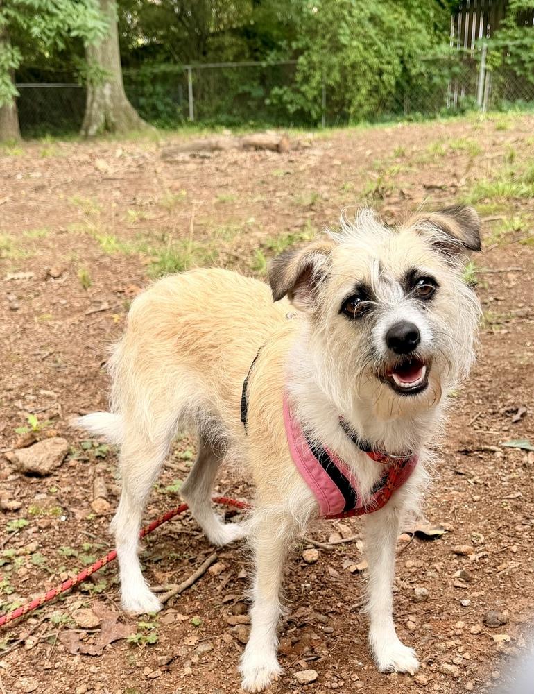 Enlarge Munchkin, a Adoptable Terrier in Marietta, GA image 2/6