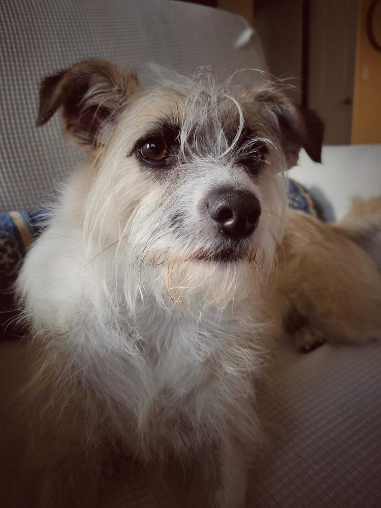 Enlarge Munchkin, a Adoptable Terrier in Marietta, GA image 3/6