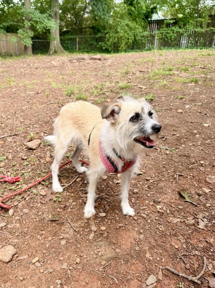 Enlarge Munchkin, a Adoptable Terrier in Marietta, GA image 4/6