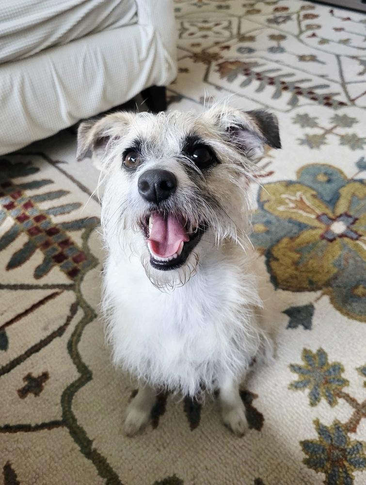 Enlarge Munchkin, a Adoptable Terrier in Marietta, GA image 5/6