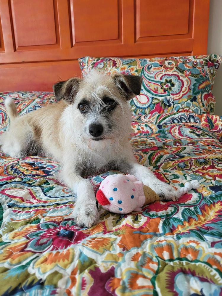 Enlarge Munchkin, a Adoptable Terrier in Marietta, GA image 6/6