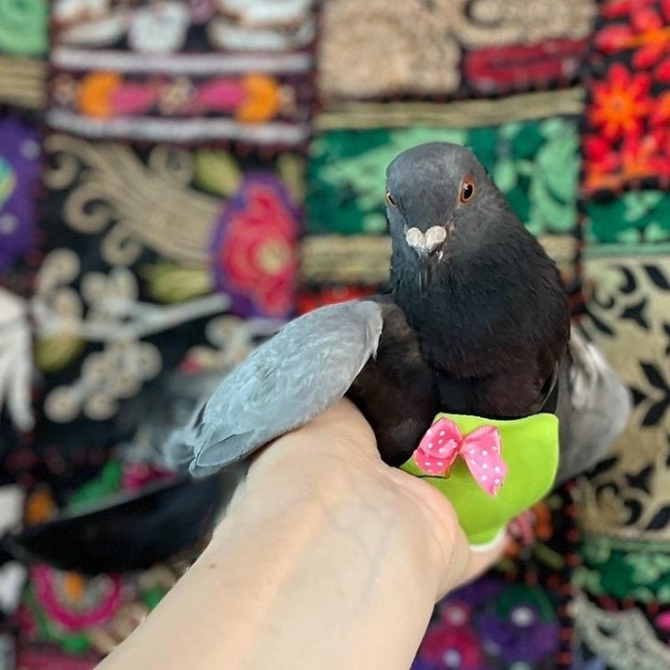 Enlarge Eyvindr, a Adoptable Pigeon in Chicago, IL image 2/3