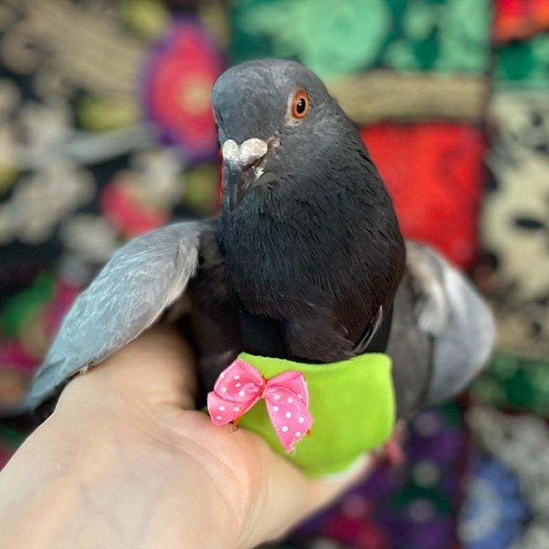 Eyvindr, Adoptable, Adult Unknown Pigeon.