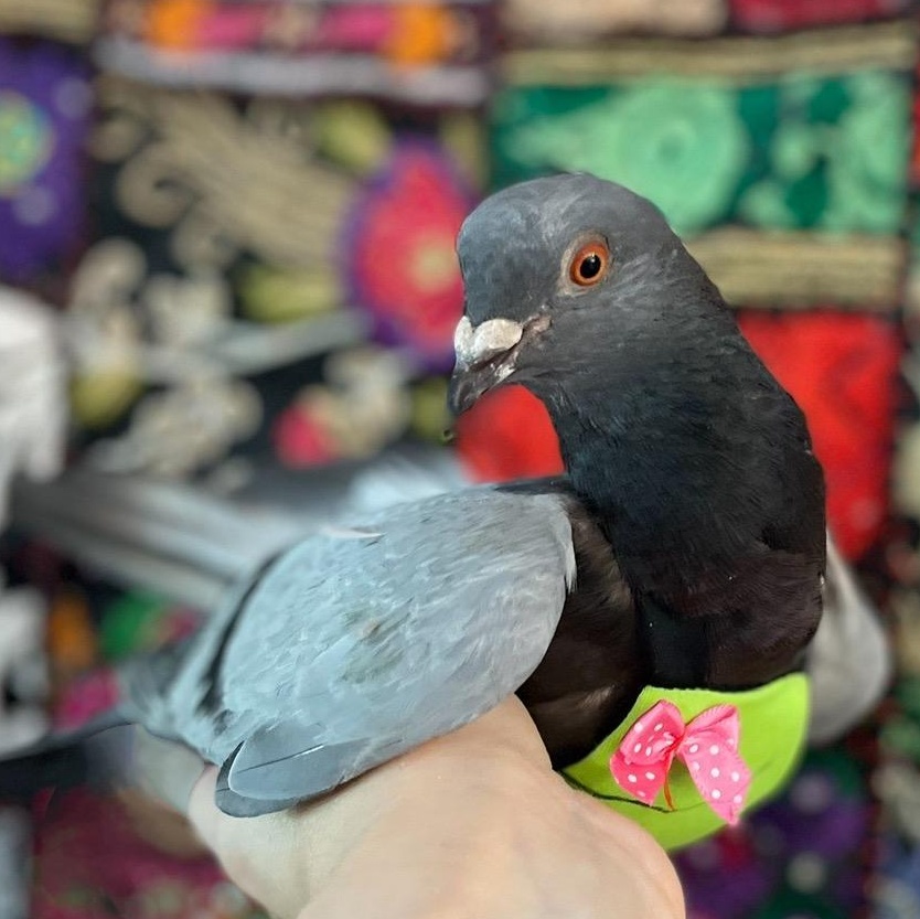 Enlarge Eyvindr, a Adoptable Pigeon in Chicago, IL image 3/3
