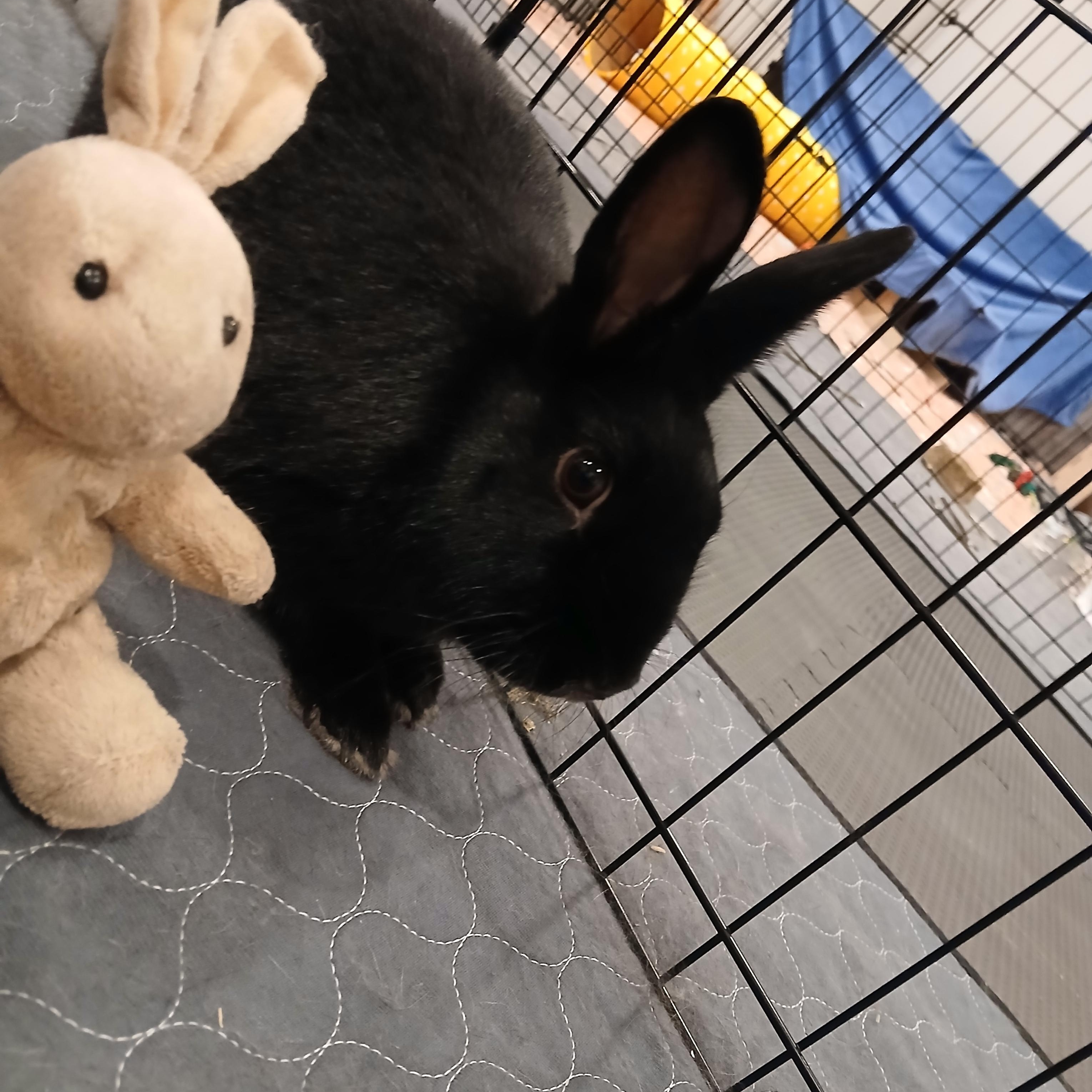 Enlarge Mulberry, a ADOPTABLE American in Carnation, WA image 1/2