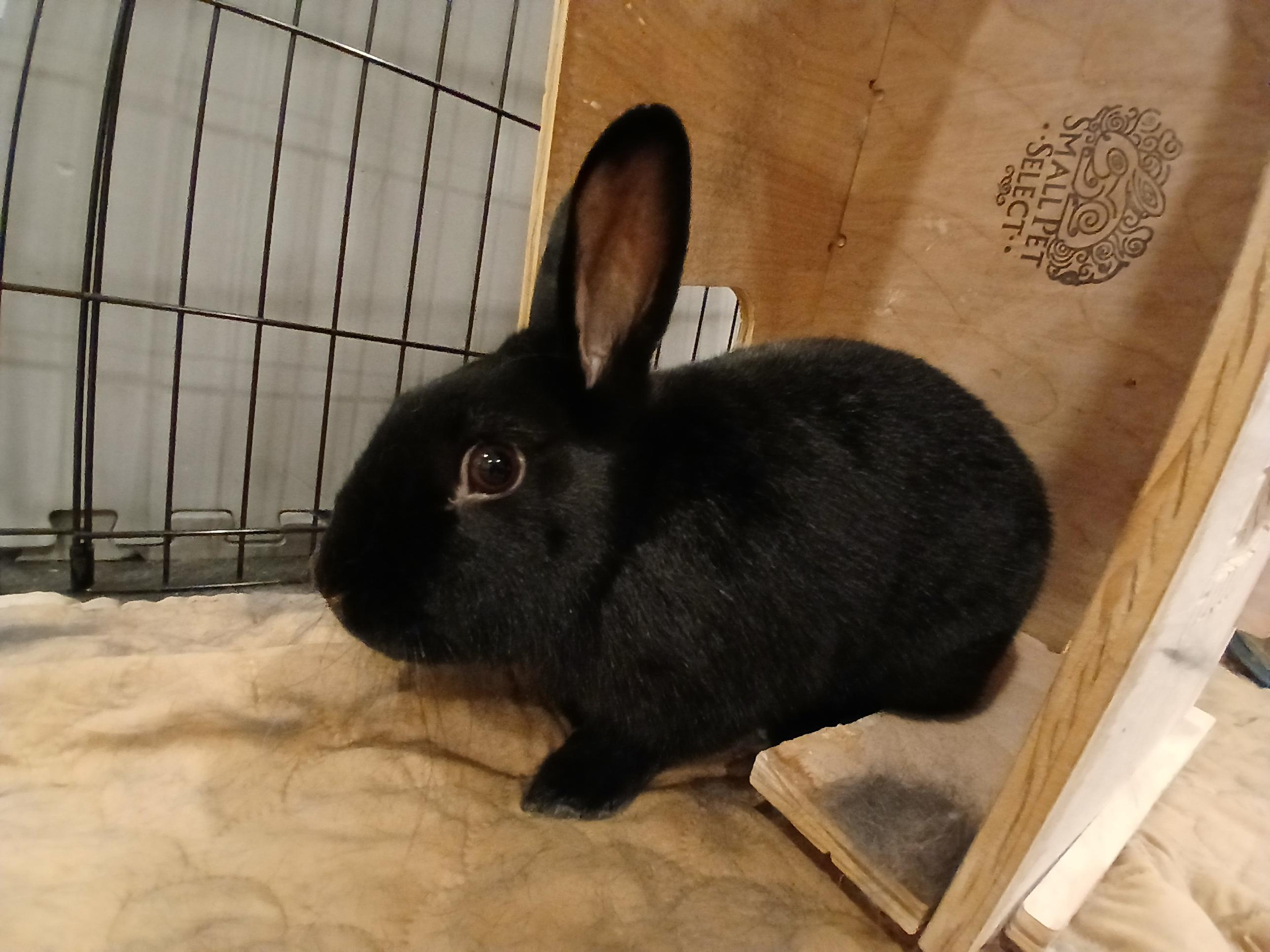 Enlarge Mulberry, a ADOPTABLE American in Carnation, WA image 2/2