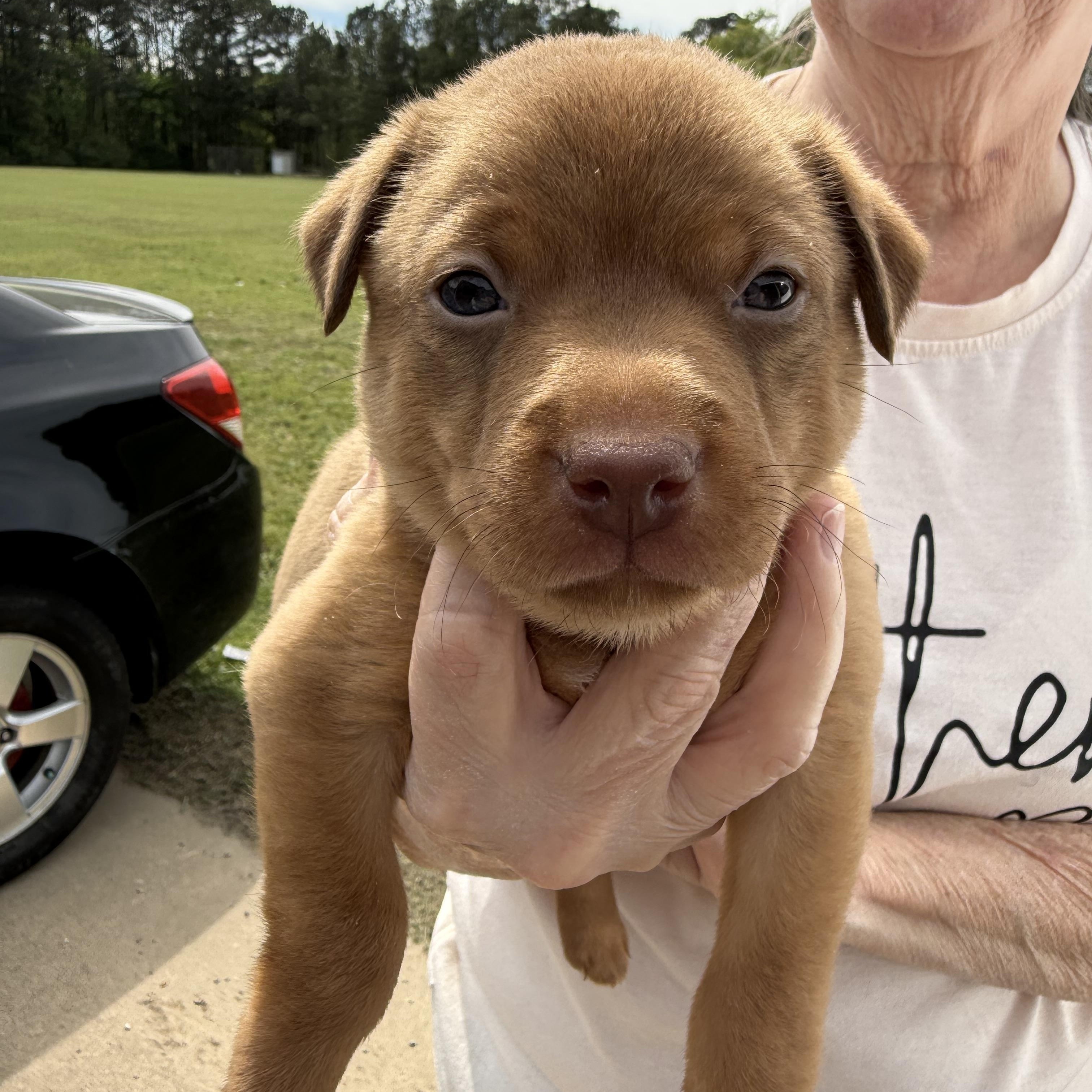 Otis, an adopted mixed breed in Peoria, IL image 4/5