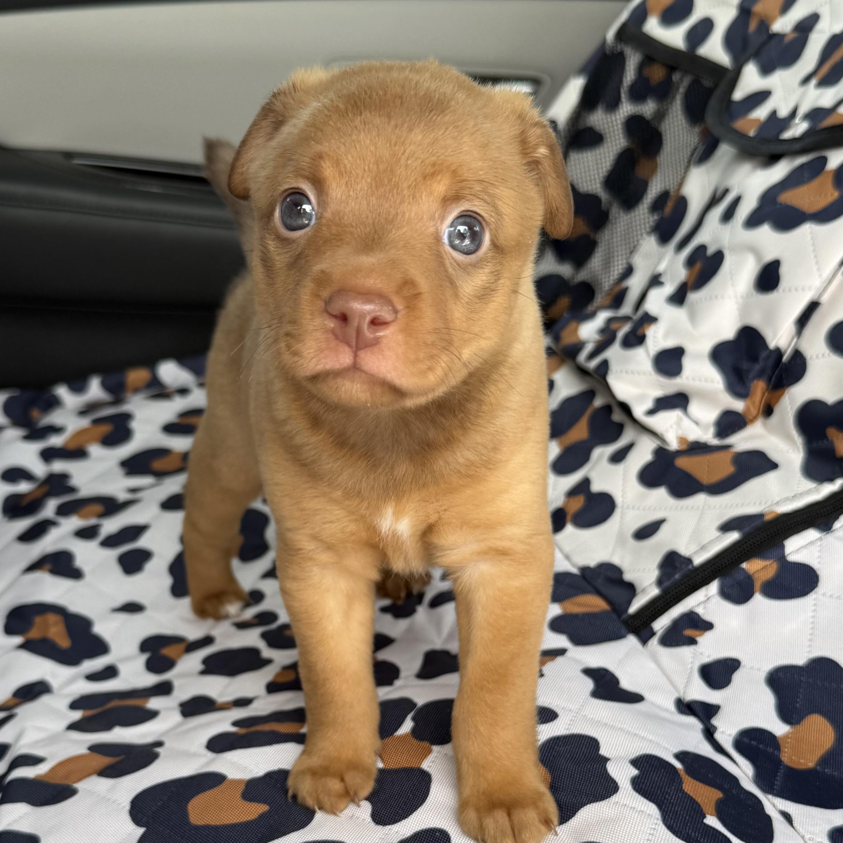 Otis, adopted, Puppy Male Miniature Pinscher.
