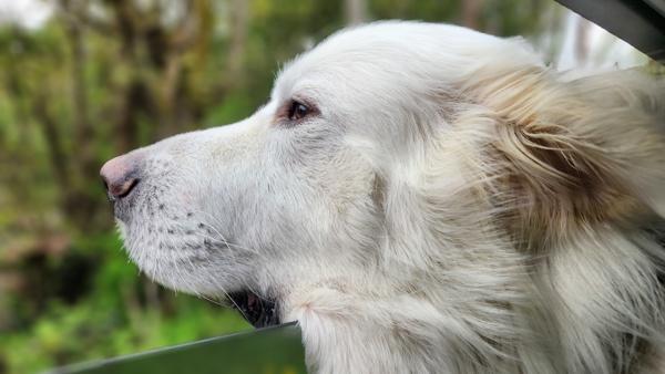 Bo - In Foster, Adoptable, Adult Male Great Pyrenees.