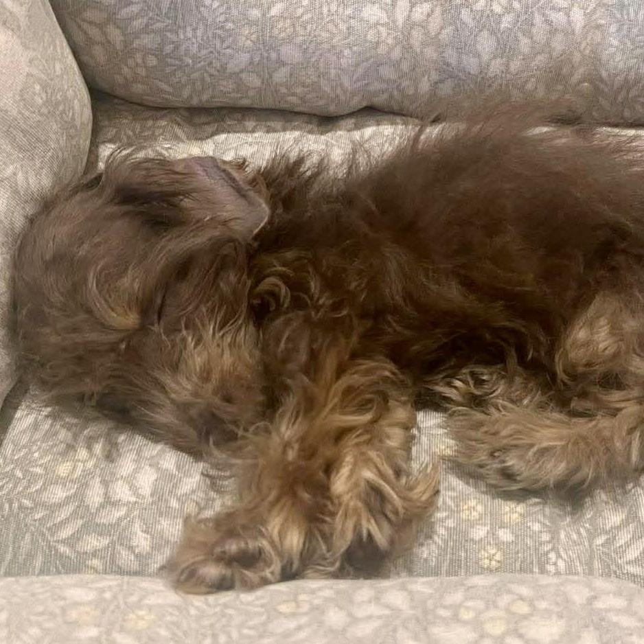 Enlarge Dory , a ADOPTABLE mixed breed in Rochester, NY image 2/6