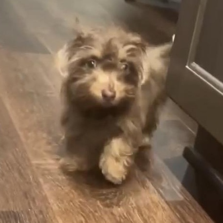 Dory , ADOPTABLE, Puppy Female Dachshund (Miniature Long Haired) & Wirehaired Dachshund.