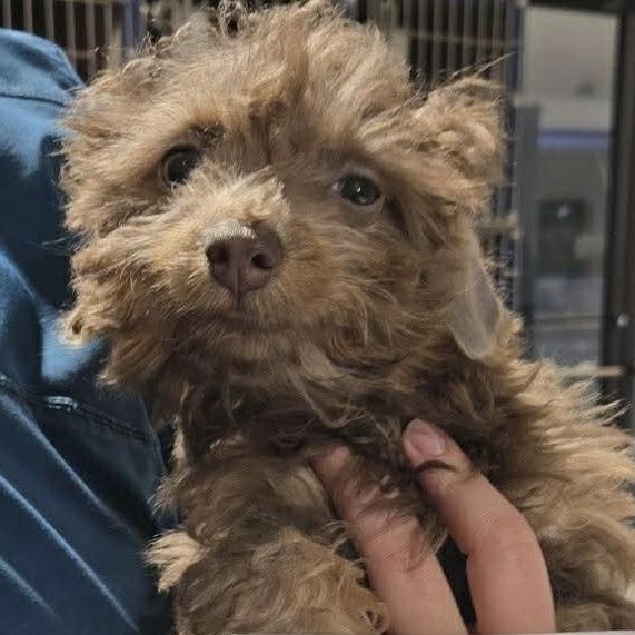 Enlarge Dory , a ADOPTABLE mixed breed in Rochester, NY image 6/6