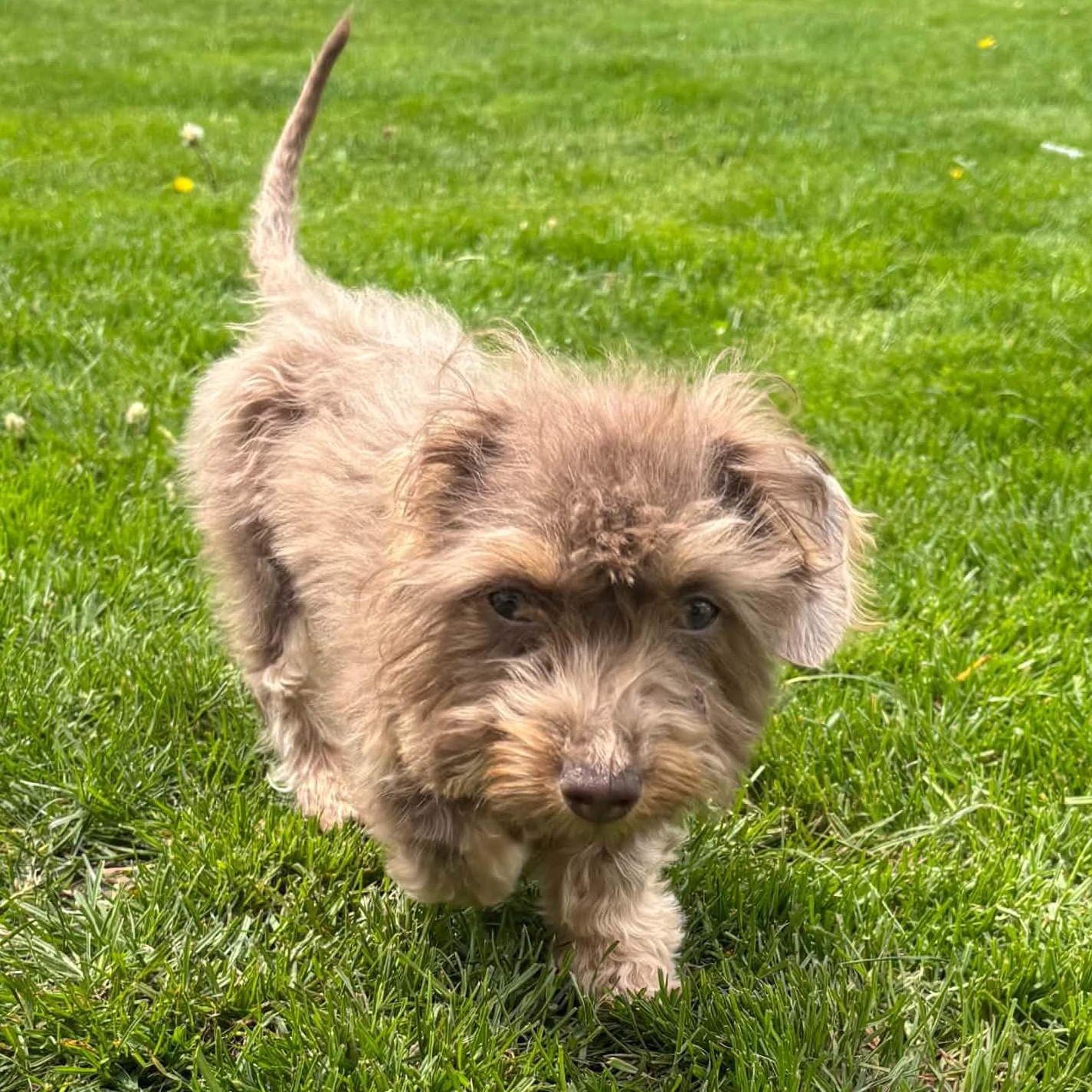 Enlarge Dory , a ADOPTABLE mixed breed in Rochester, NY image 5/6