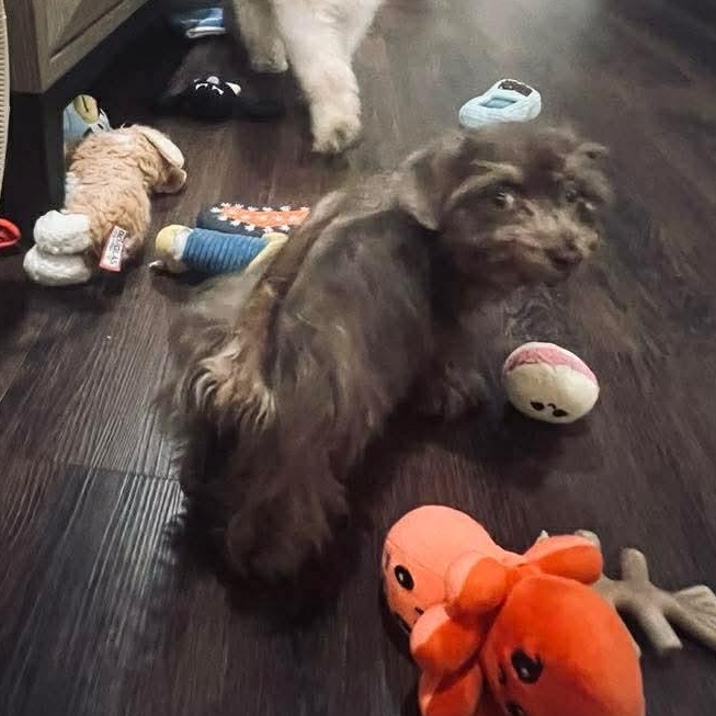 Enlarge Dory , a ADOPTABLE mixed breed in Rochester, NY image 5/6