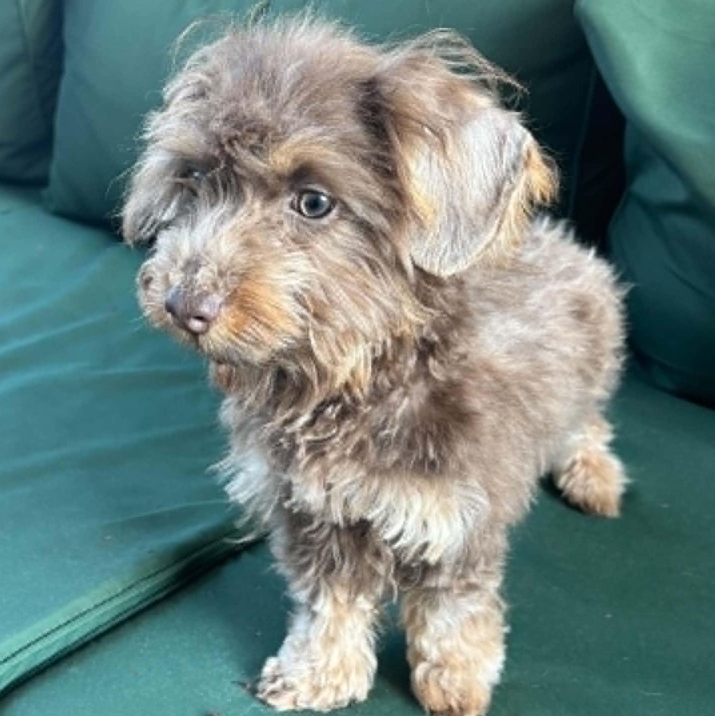Dory , ADOPTABLE, Puppy Female Dachshund (Miniature Long Haired) & Wirehaired Dachshund.