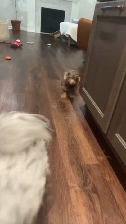 Enlarge Dory , a ADOPTABLE mixed breed in Rochester, NY video 3/6