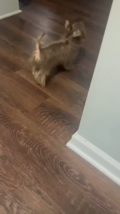 Enlarge Dory , a ADOPTABLE mixed breed in Rochester, NY video 4/6