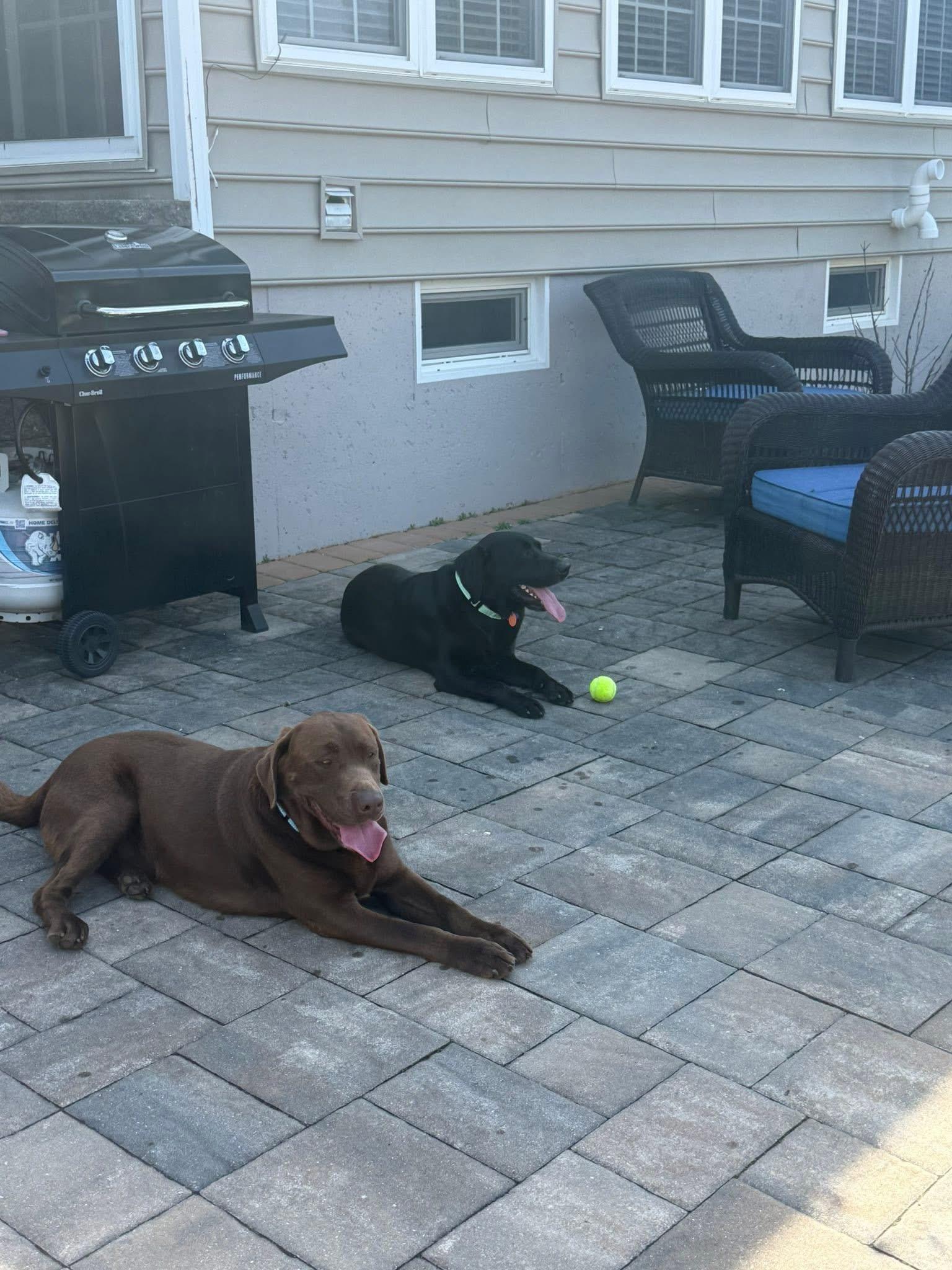 Enlarge Finn & Odin (Bonded Pair), an adopted mixed breed in Elkton, MD image 4/6