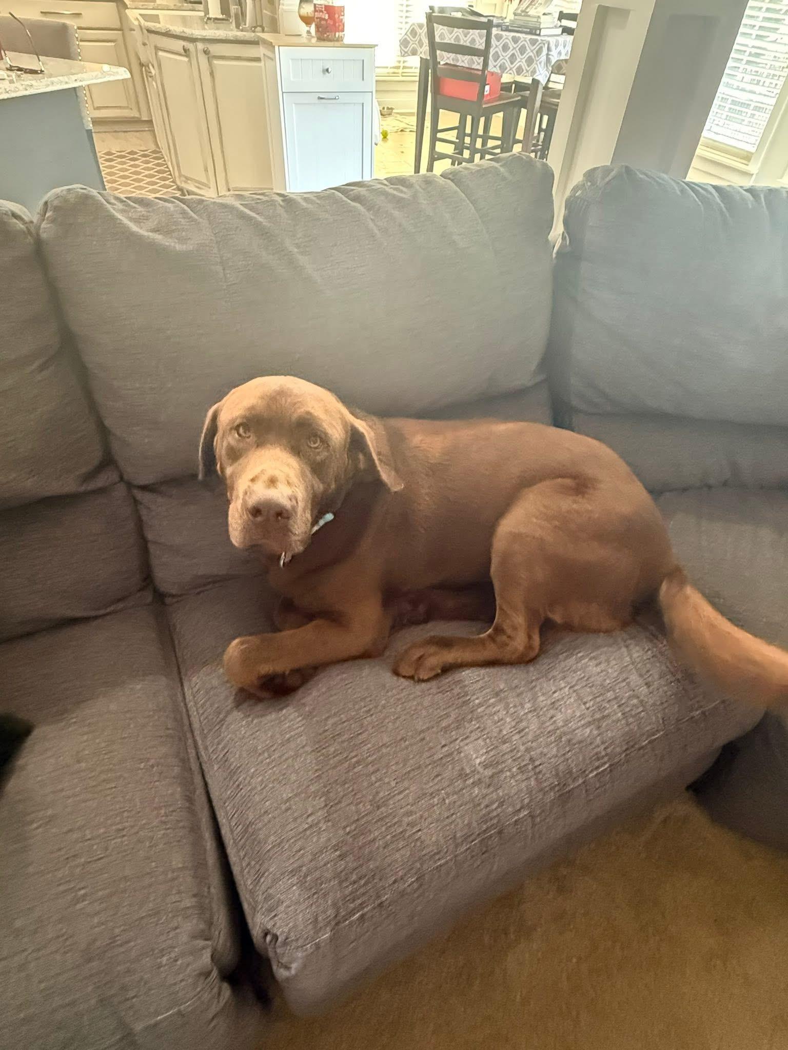 Enlarge Finn & Odin (Bonded Pair), an adopted mixed breed in Elkton, MD image 6/6