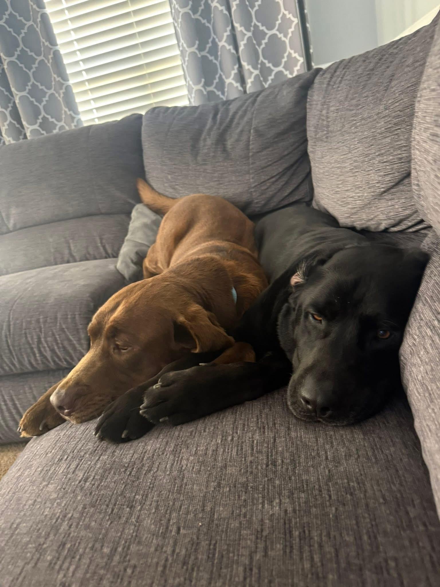 Enlarge Finn & Odin (Bonded Pair), an adopted mixed breed in Elkton, MD image 3/6