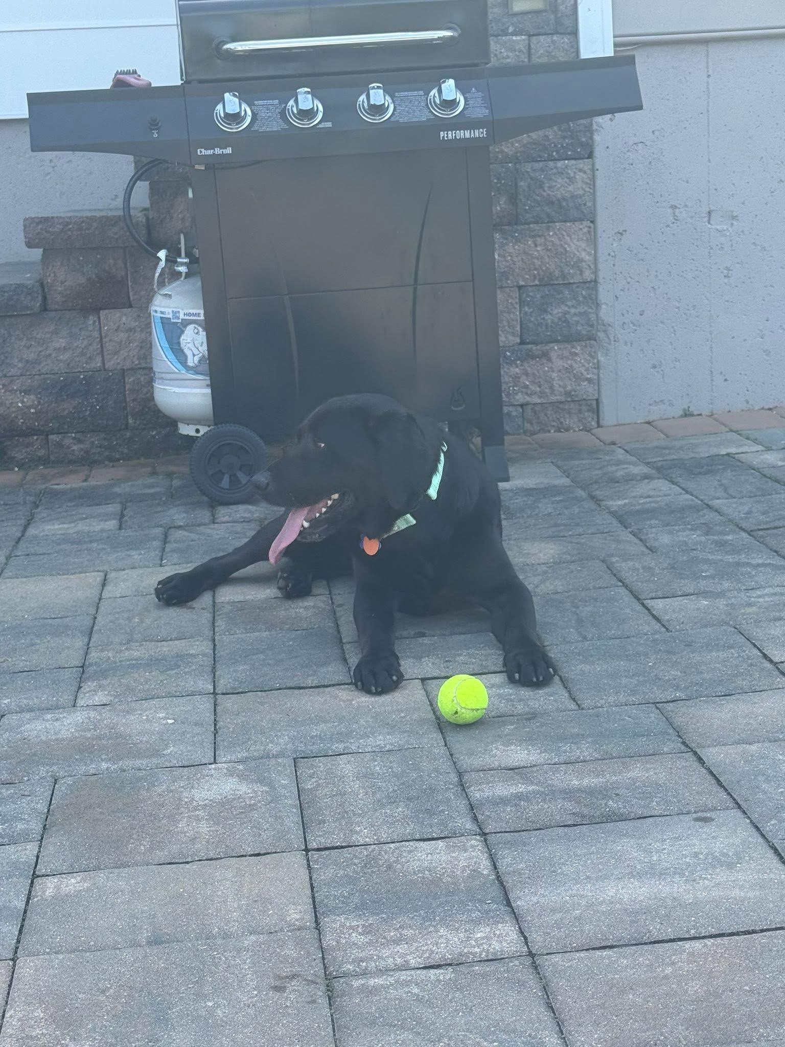 Enlarge Finn & Odin (Bonded Pair), an adopted mixed breed in Elkton, MD image 5/6