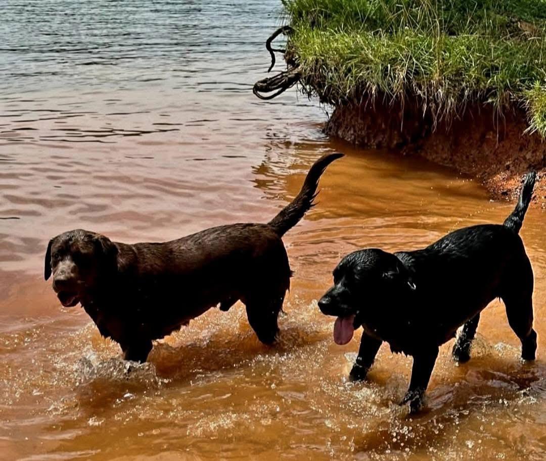 Enlarge Finn & Odin (Bonded Pair), an adopted mixed breed in Elkton, MD image 2/6