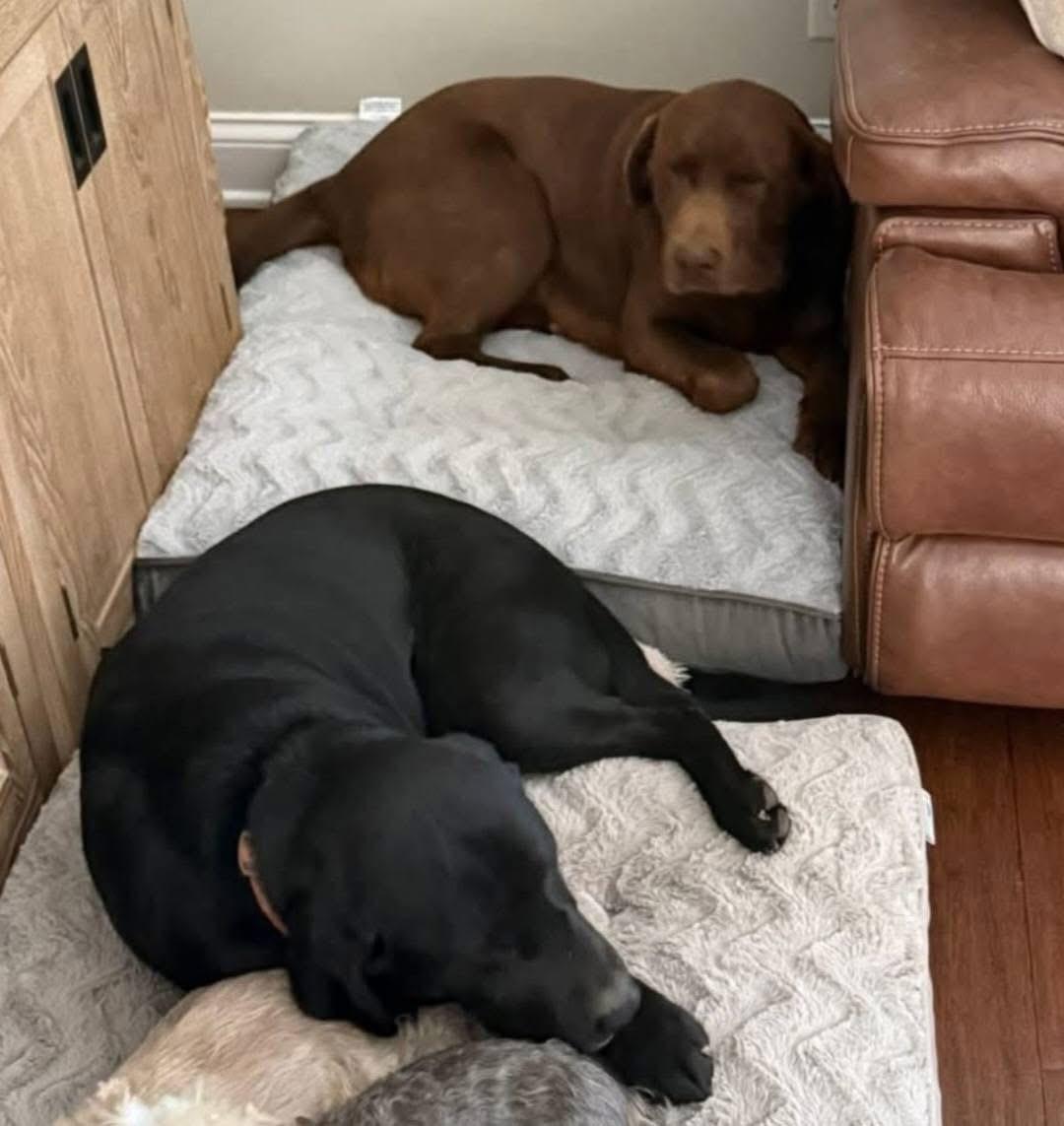 Finn & Odin (Bonded Pair), adopted, Adult Male Labrador Retriever.